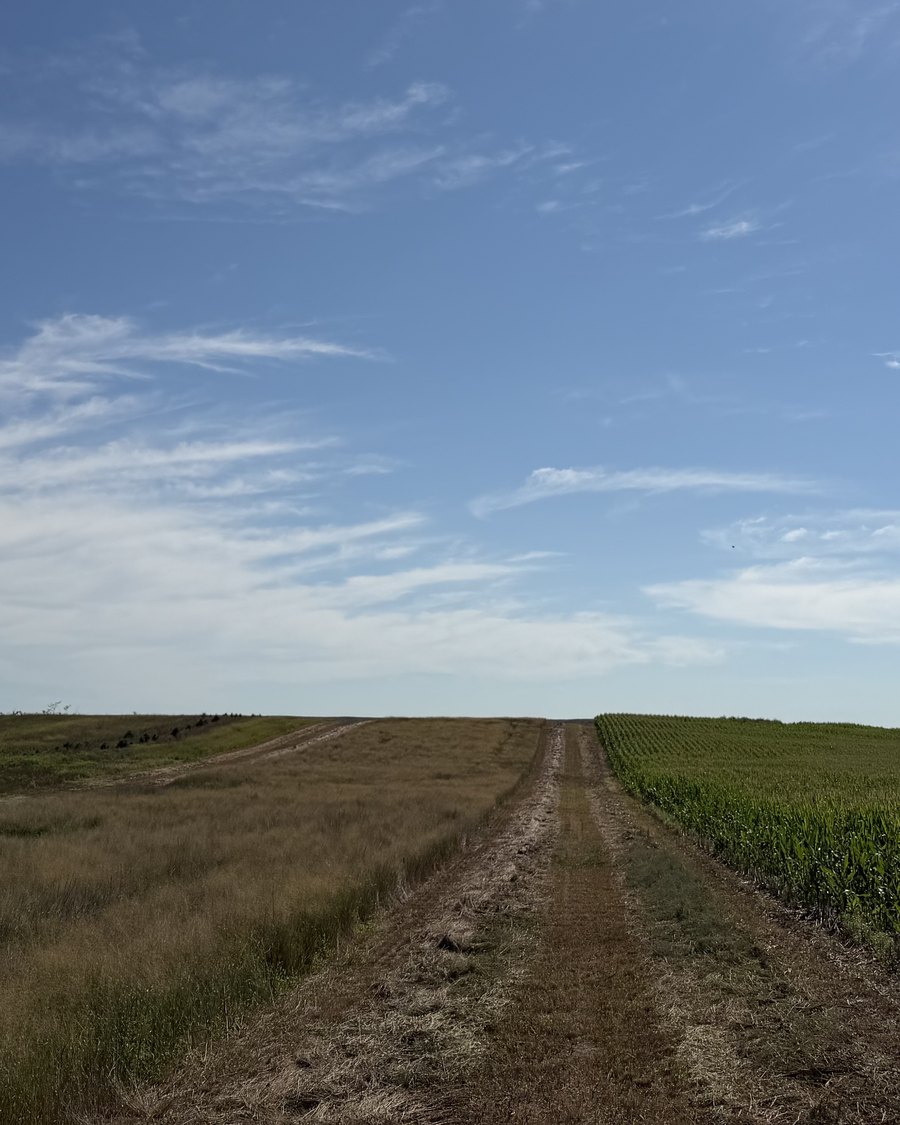 A two-track running between native grass and a food plot on Bolton Ranch