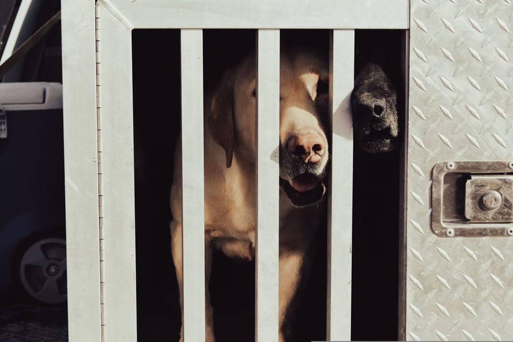 Bird dogs ready for the next field