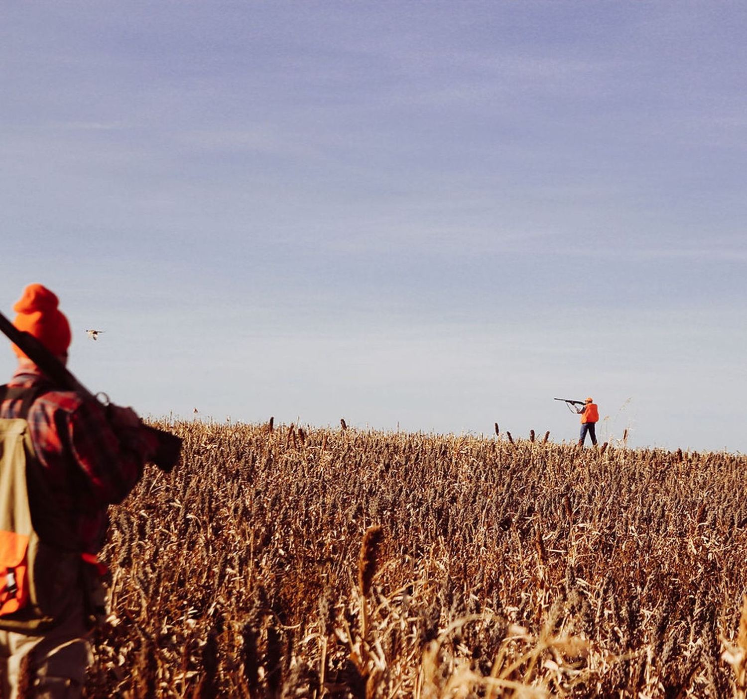 A hunter working standing corn as a rooster flushes