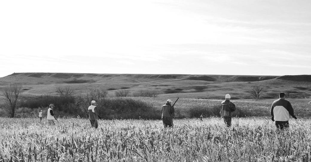 A line of hunters working a corn field