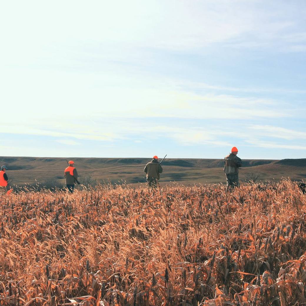 A line of hunters working a field