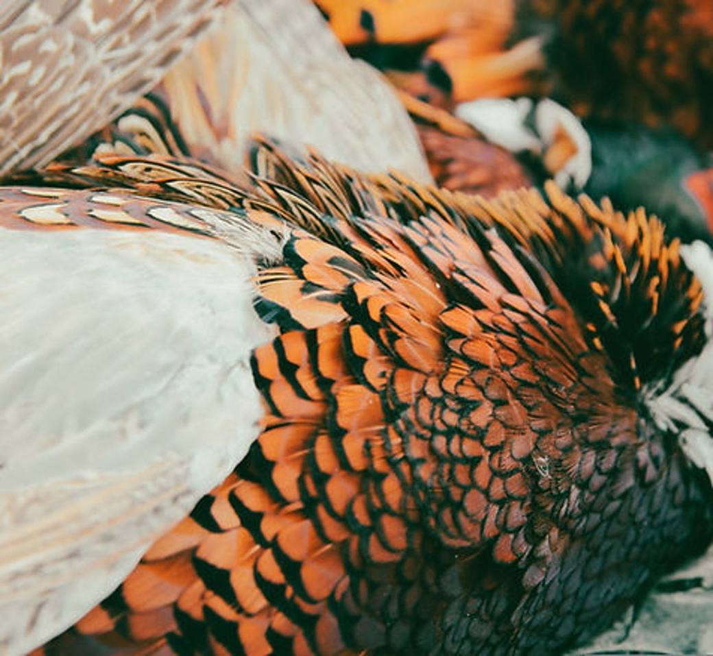 Guided pheasant hunt across South Dakota grassland at Bolton Ranch