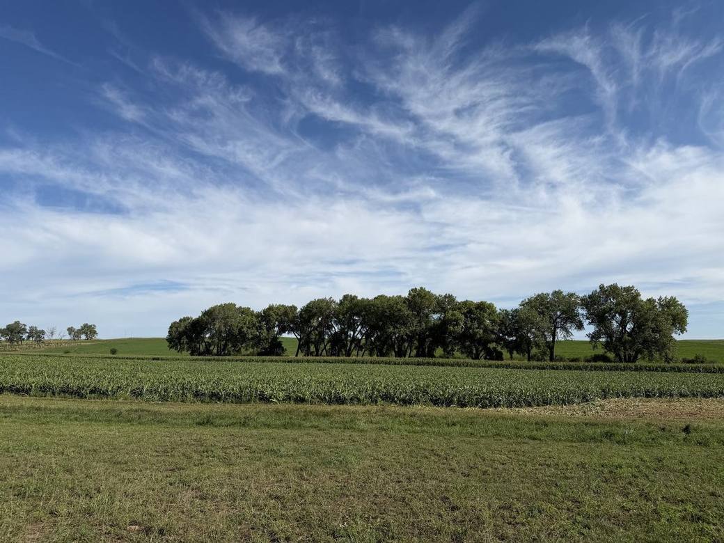 Food plots, CRP and creek bottoms across Bolton Ranch