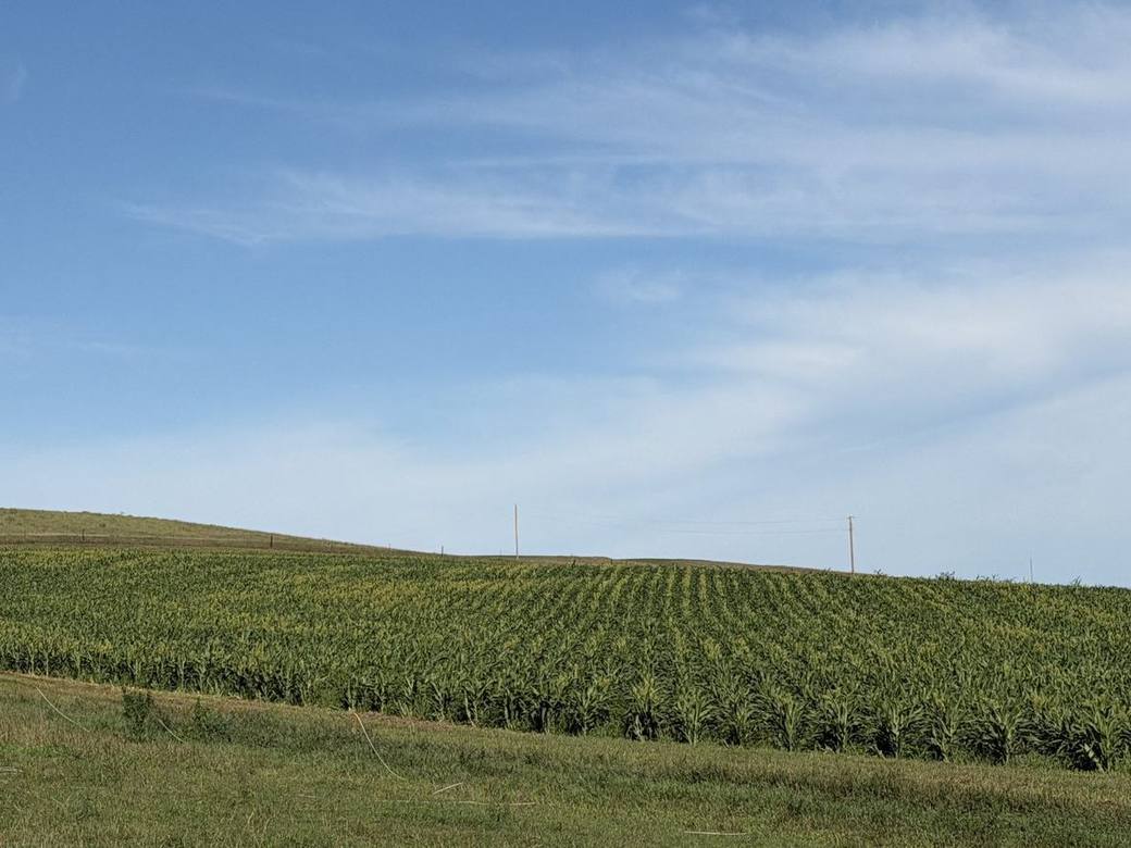 Food plots, CRP and creek bottoms across Bolton Ranch