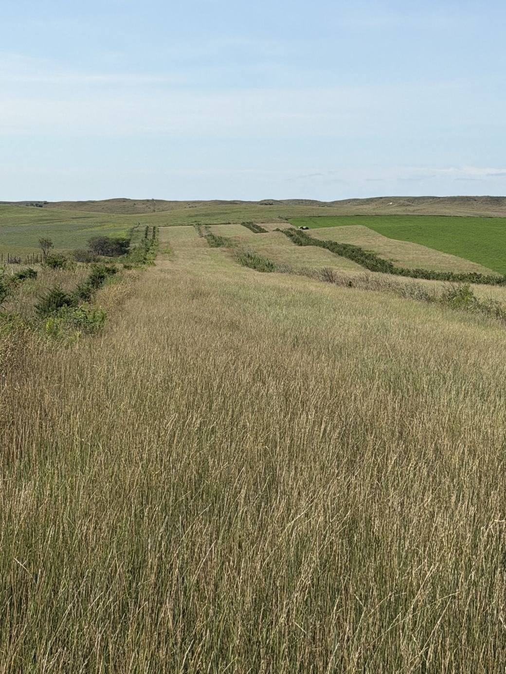Food plots, CRP and creek bottoms across Bolton Ranch