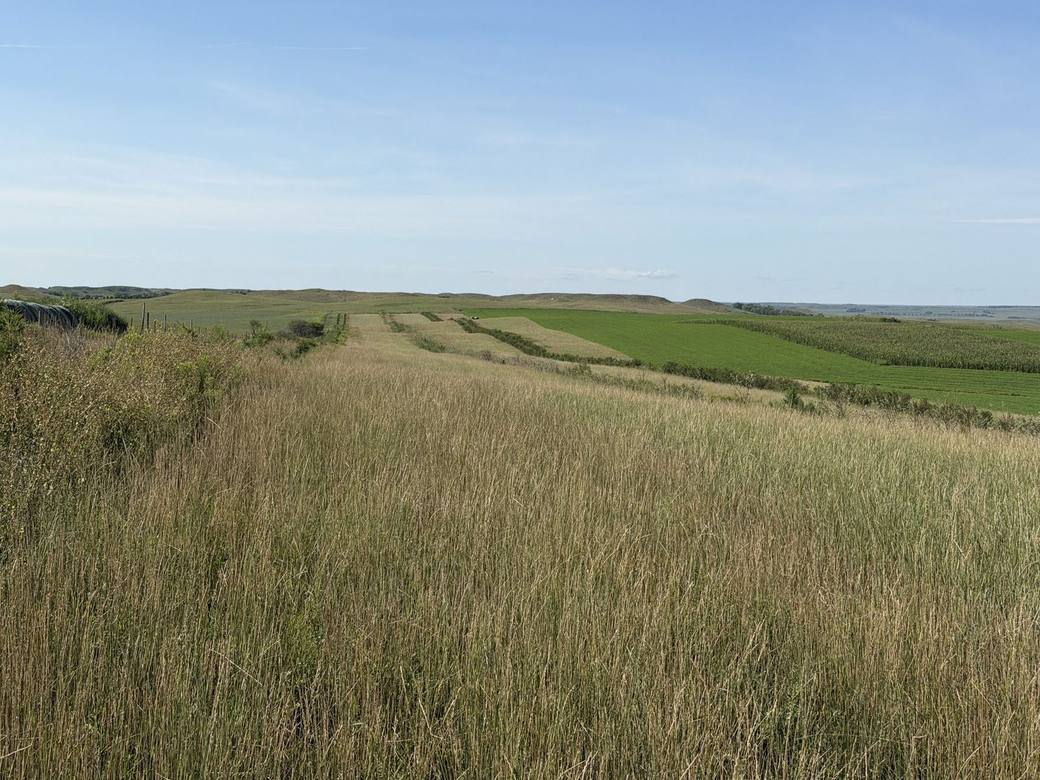 Food plots, CRP and creek bottoms across Bolton Ranch