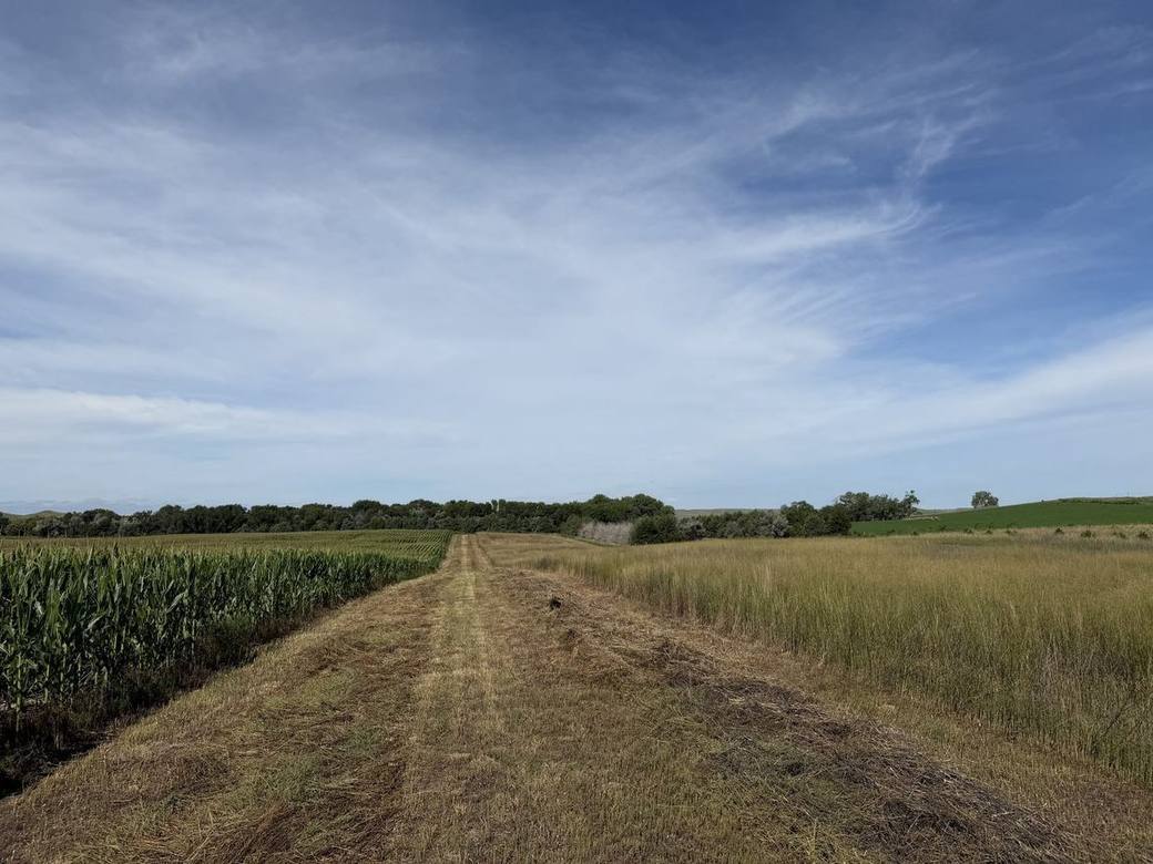 Food plots, CRP and creek bottoms across Bolton Ranch