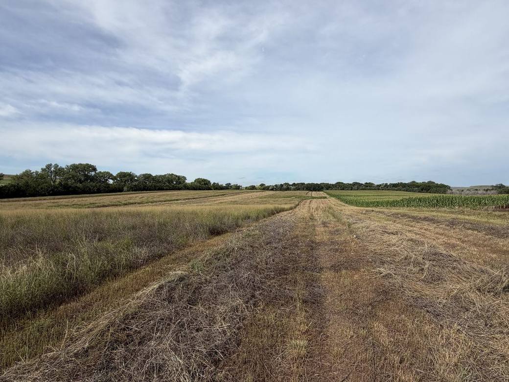 Food plots, CRP and creek bottoms across Bolton Ranch