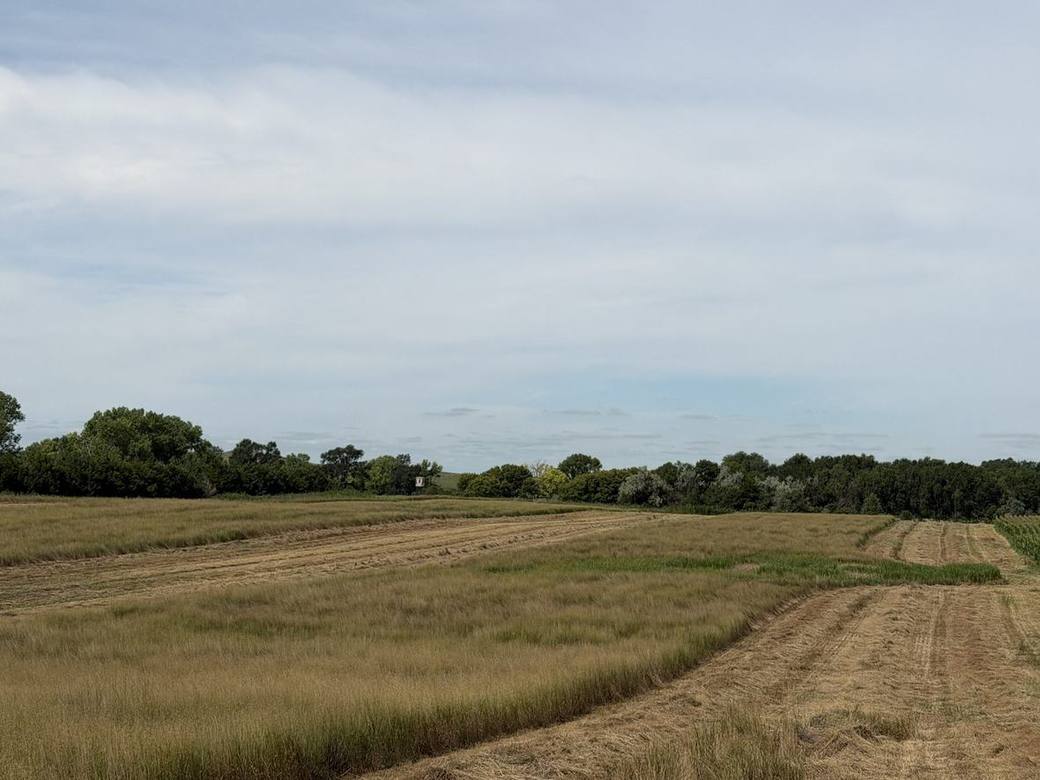 Food plots, CRP and creek bottoms across Bolton Ranch