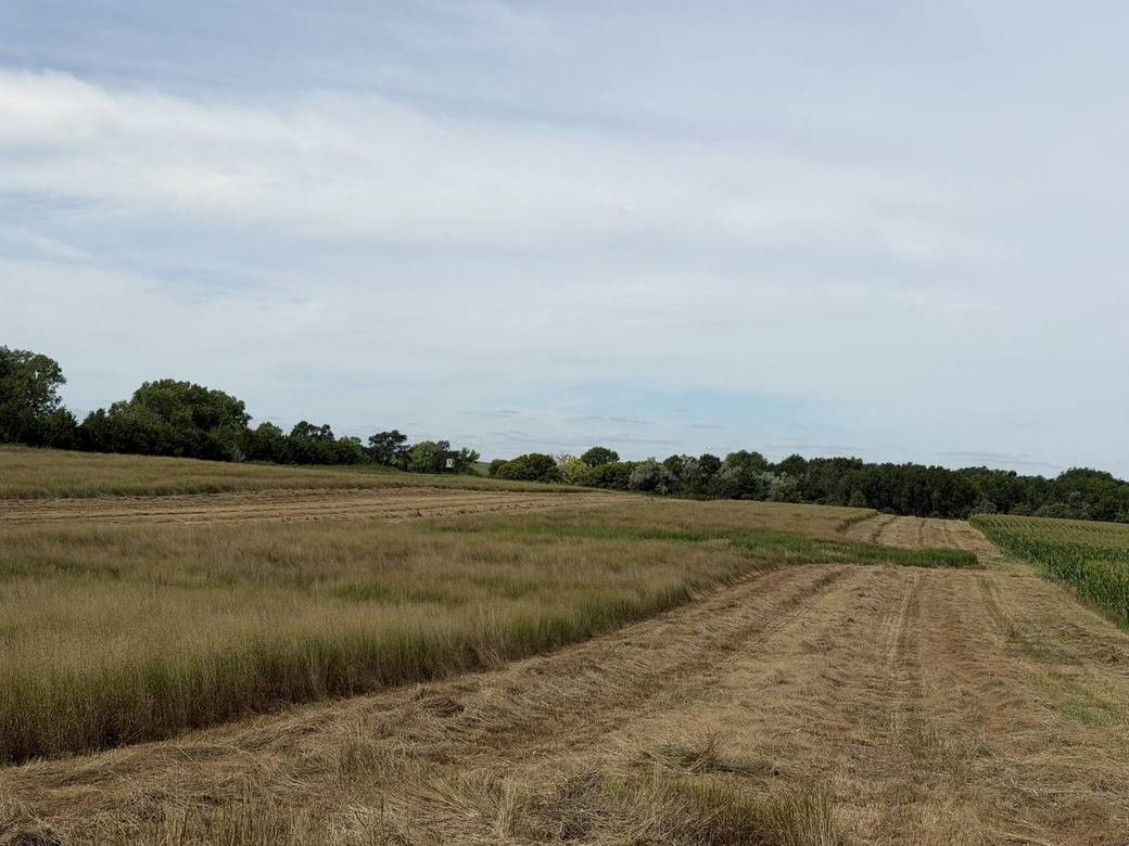 Food plots, CRP and creek bottoms across Bolton Ranch