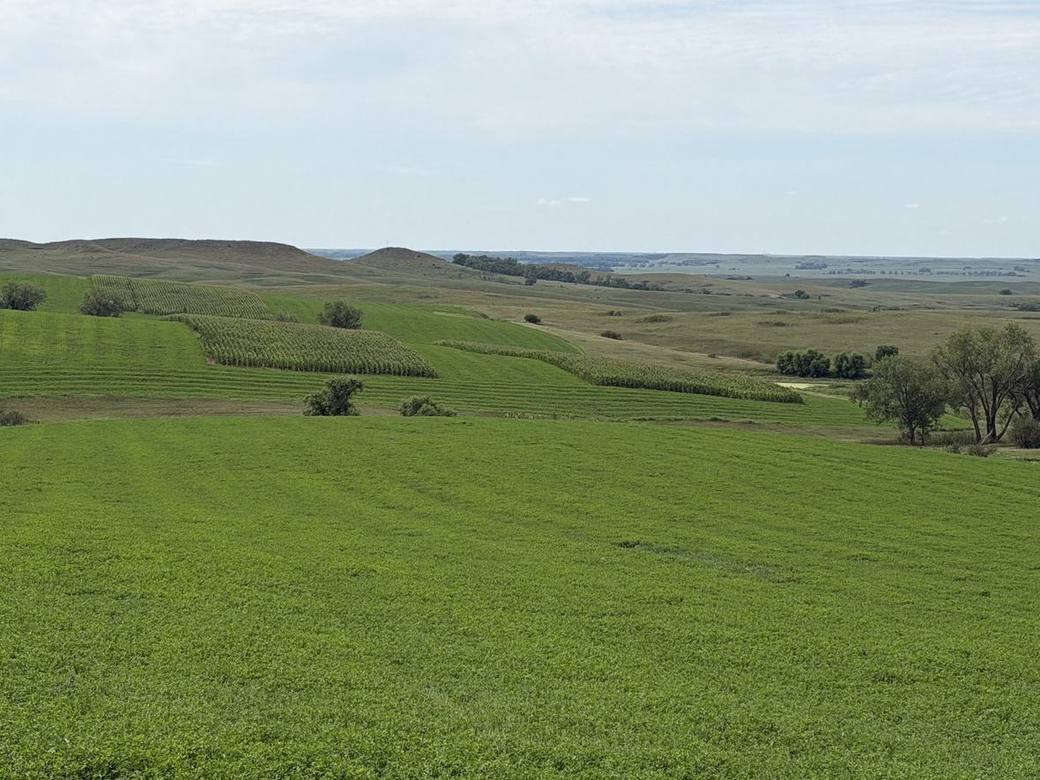 Food plots, CRP and creek bottoms across Bolton Ranch