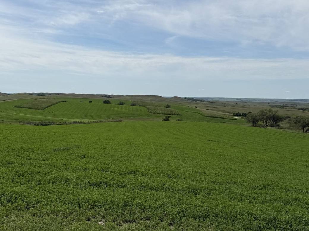 Food plots, CRP and creek bottoms across Bolton Ranch
