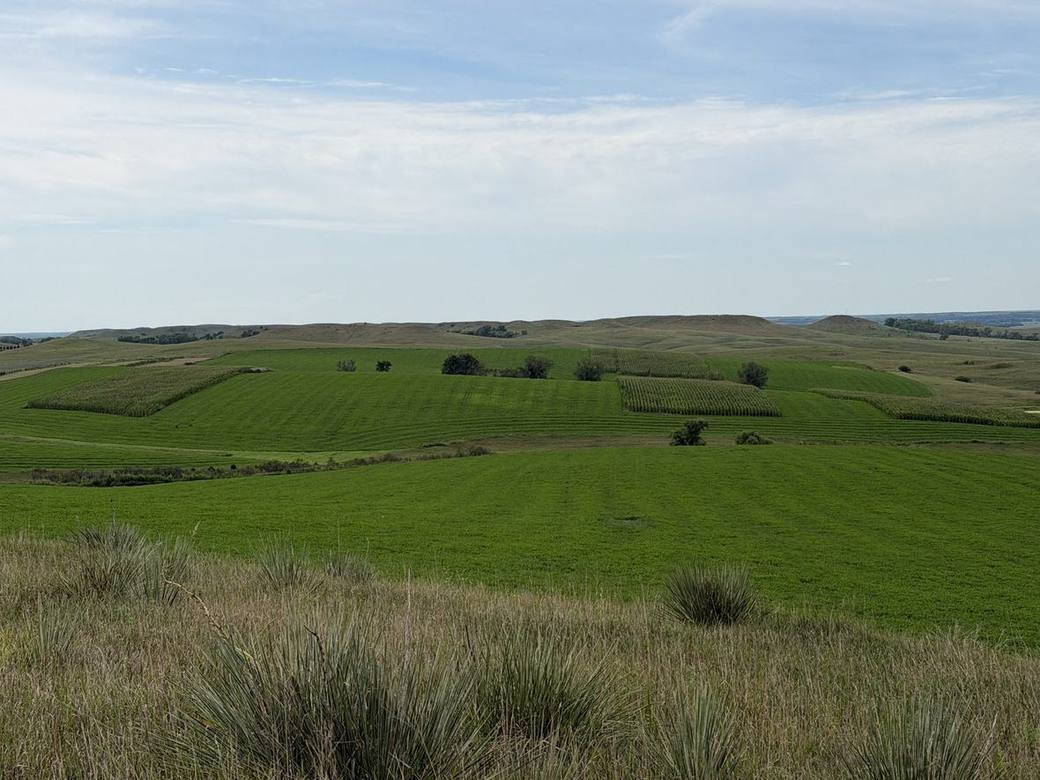 Food plots, CRP and creek bottoms across Bolton Ranch