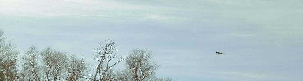 Birds over the treeline at first light